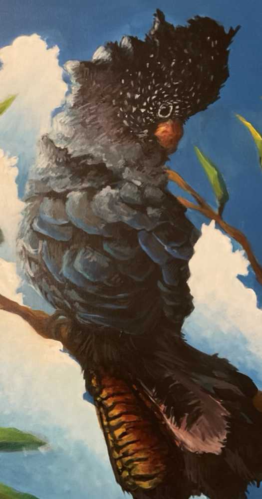 Wansandi Rathnayake-Red Tailed Black Cockatoo